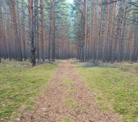 Прирезка лесных участков Кадастровые работы в Чкаловске